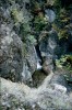 Thumbs/tn_052Domville Creek.jpg